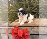 Small #3 Shih Tzu