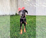 Small #13 Doberman Pinscher