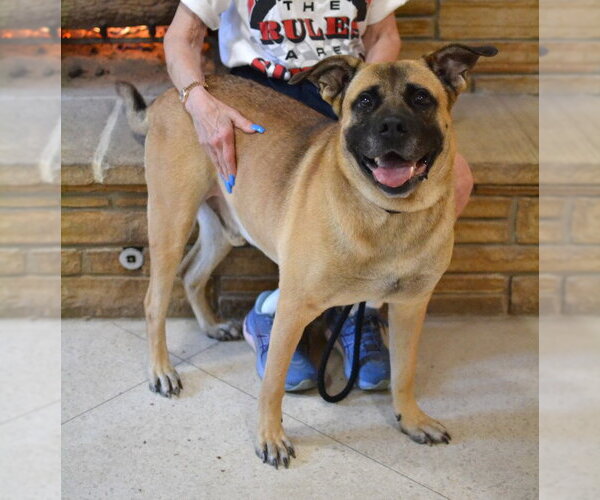 Medium Photo #3 German Shepherd Dog-Mastiff Mix Puppy For Sale in Enfield, CT, USA