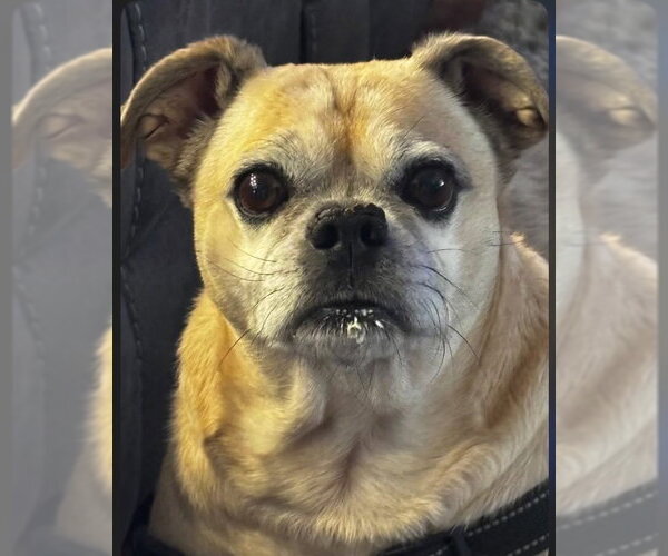 Medium Photo #4 Pug-Unknown Mix Puppy For Sale in Springdale, PA, USA