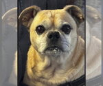 Small #3 Pug Mix