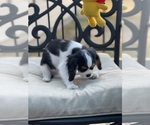 Small Photo #12 Cavalier King Charles Spaniel Puppy For Sale in BENTONVILLE, AR, USA