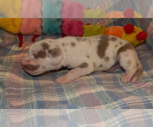 Medium Photo #4 Great Dane Puppy For Sale in SPRAGGS, PA, USA
