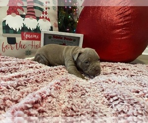 American Bully Puppy for sale in JACKSONVILLE, FL, USA