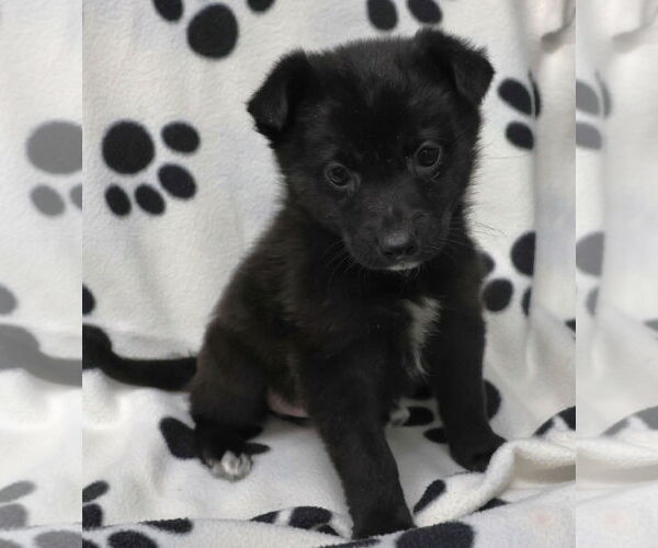 Medium Photo #4 Shepradors Puppy For Sale in Princeton, MN, USA