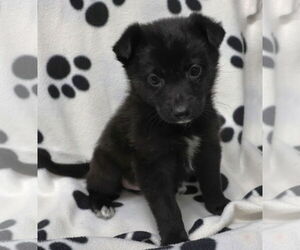 Lydia - Female Shepradors Dog for Adoption - Photo #4