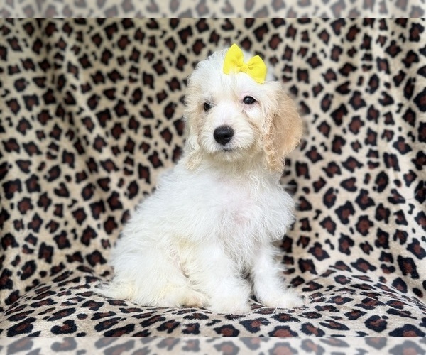 Medium Photo #2 Cock-A-Poo Puppy For Sale in LAKELAND, FL, USA