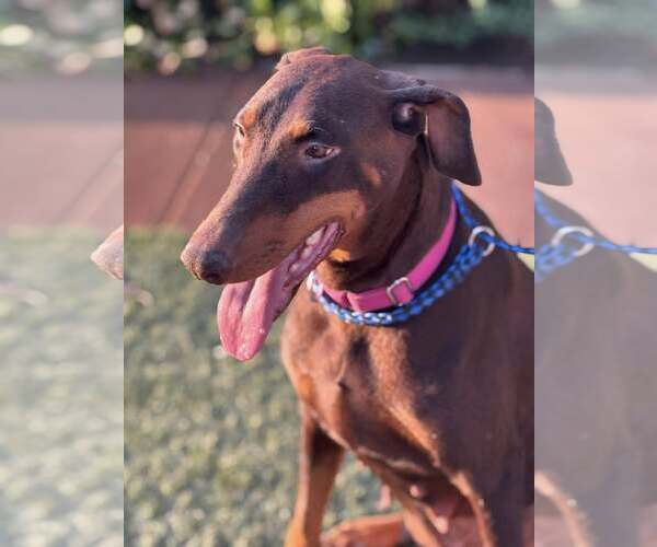 Medium Photo #6 Doberman Pinscher Puppy For Sale in Turlock, CA, USA