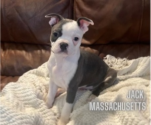 Boston Terrier Puppy for sale in NEWBURY, MA, USA