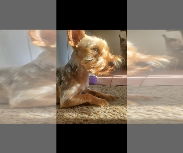 Medium Photo #1 Yorkshire Terrier Puppy For Sale in PITTSBURG, CA, USA