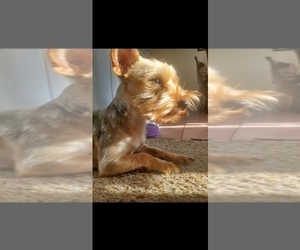 Father of the Yorkshire Terrier puppies born on 07/22/2023