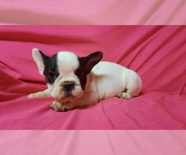 Medium Photo #2 French Bulldog Puppy For Sale in SALEM, WV, USA