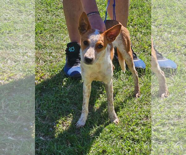 Medium Photo #1 Mutt Puppy For Sale in The Woodlands, TX, USA