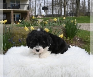 Aussiedoodle Miniature  Puppy for sale in SUGARCREEK, OH, USA