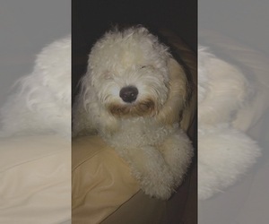 Cocker Spaniel-Poodle (Miniature) Mix Puppy for sale in PORT SAINT LUCIE, FL, USA