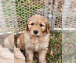 Small Photo #3 Goldendoodle-Saint Berdoodle Mix Puppy For Sale in LITTLE ELM, TX, USA
