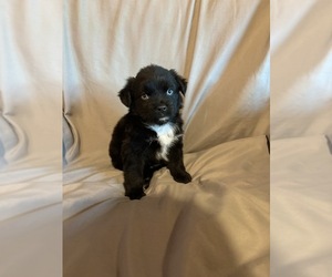 Australian Shepherd Puppy for sale in MCALESTER, OK, USA