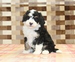 Small #4 Bernedoodle (Miniature)