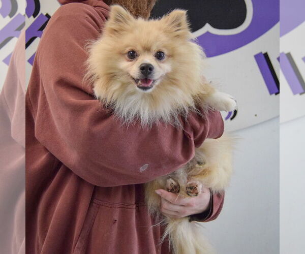Medium Photo #4 Pomeranian Puppy For Sale in Huntley, IL, USA