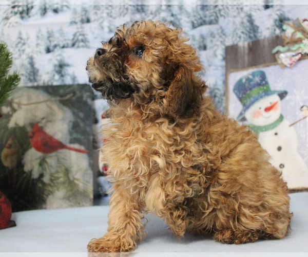 Medium Photo #43 Poodle (Toy) Puppy For Sale in CHANUTE, KS, USA