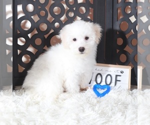 Maltipoo (Miniature) Puppy for sale in MOUNT VERNON, OH, USA