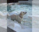 Small Photo #2 German Shepherd Dog-Great Pyrenees Mix Puppy For Sale in Dallas, TX, USA
