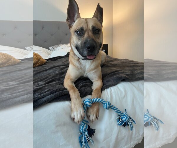 Medium Photo #9 German Shepherd Dog-Unknown Mix Puppy For Sale in Sandy, UT, USA