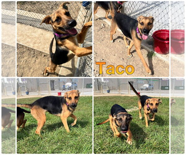 Medium Photo #1 German Shepherd Dog-Unknown Mix Puppy For Sale in Pierceton , IN, USA