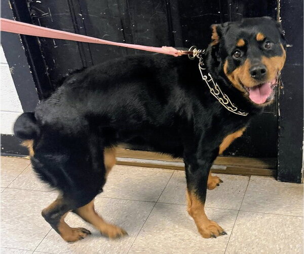 Medium Photo #7 Rottweiler-Unknown Mix Puppy For Sale in North Myrtle Beach, SC, USA