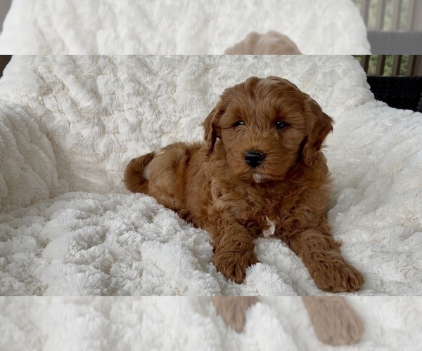 Medium Photo #2 Goldendoodle (Miniature) Puppy For Sale in RANDOLPH, WI, USA