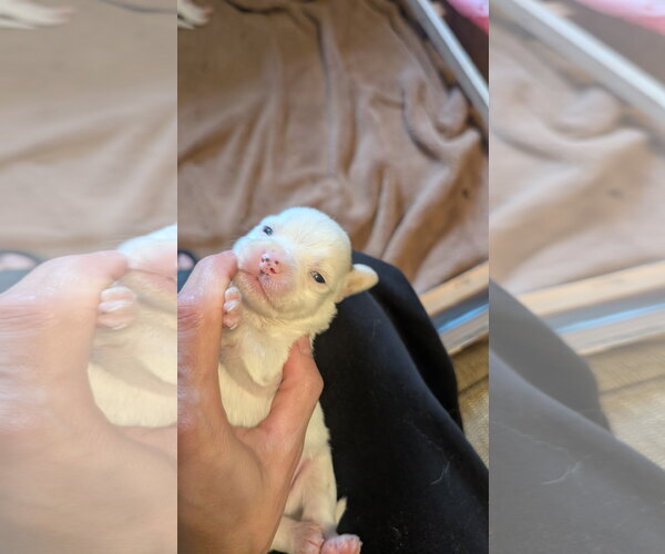 Medium Photo #3 Beagle-Colonial Cocker Spaniel Mix Puppy For Sale in Fort Worth, TX, USA