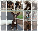 Small #6 Australian Kelpie-Chihuahua Mix