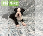 Small #6 Boston Terrier
