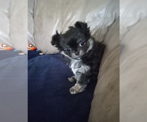 Chihuahua Puppy for sale in NEWVILLE, PA, USA