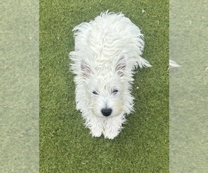 West Highland White Terrier Puppy for sale in PHOENIX, AZ, USA