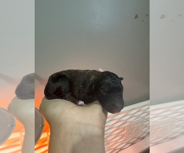Medium Photo #7 Poodle (Standard) Puppy For Sale in LONGMONT, CO, USA