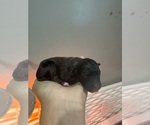 Small #6 Poodle (Standard)