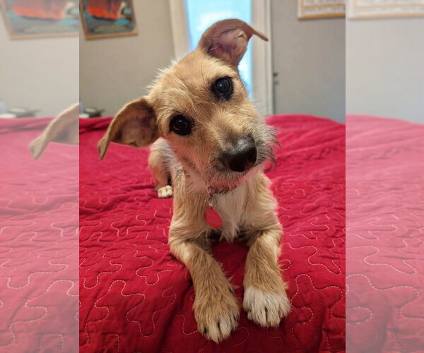 Medium Photo #1 Mutt Puppy For Sale in St. Louis Park, MN, USA