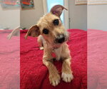 Small Mutt
