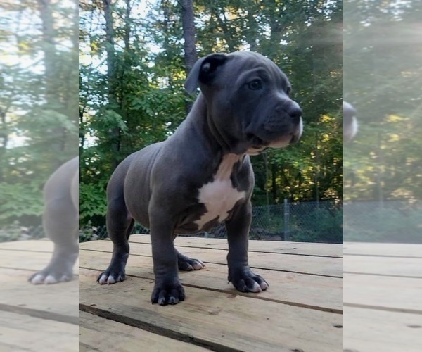 Medium Photo #5 American Bully Puppy For Sale in MOTLEY, MN, USA