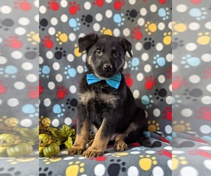 German Shepherd Dog Puppy for sale in LINCOLN UNIVERSITY, PA, USA