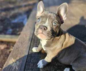 American Bulldog-French Bulldog Mix Puppy for sale in MORGANTOWN, PA, USA