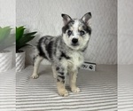 Small #5 Pomsky