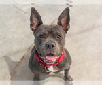 Small Photo #6 Mutt Puppy For Sale in Martinez, CA, USA