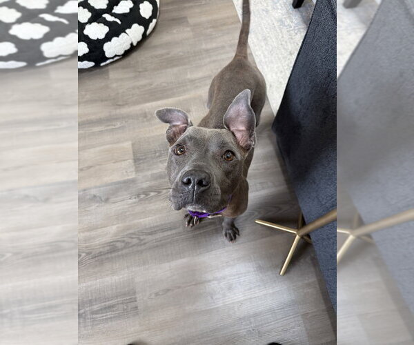 Medium Photo #9 Mutt Puppy For Sale in Wenonah, NJ, USA