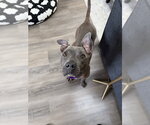 Small Photo #9 Mutt Puppy For Sale in Wenonah, NJ, USA