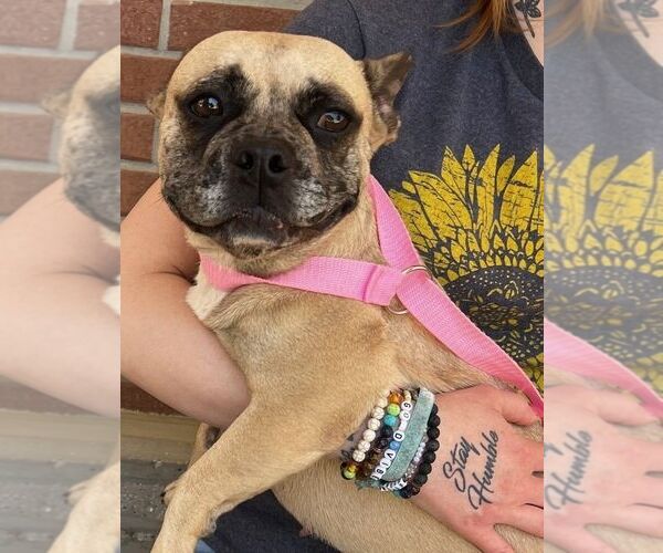 Medium Photo #2 French Bulldog Puppy For Sale in Carrollton, TX, USA