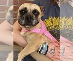 Small #1 French Bulldog