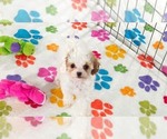 Small #8 Cavapoo (Miniature)-Poodle (Toy) Mix