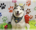 Small Siberian Husky